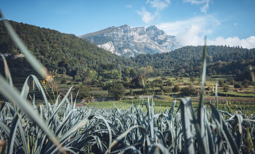 Immagine per percorso Val di Gresta Trail-Tour